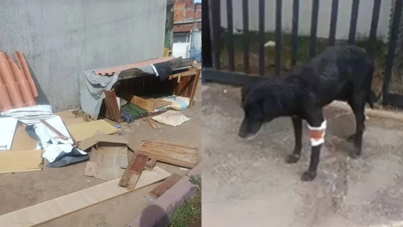 Homem destrói casinha comunitária e deixa pit-bull atacar cão cego no DF