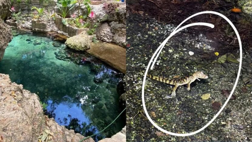 Olheiro de Pureza é fechado temporariamente após jacaré ser visto na área de banho